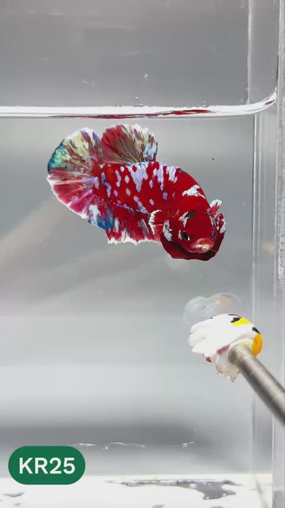 Golden Star Dust Galaxy Plakat Male Betta Fish | Super Rare | You Pick Fish