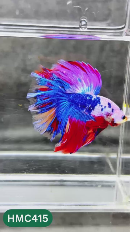 Multicolor Halfmoon Male Betta Fish | Order Directly From Farm | You Pick Fish