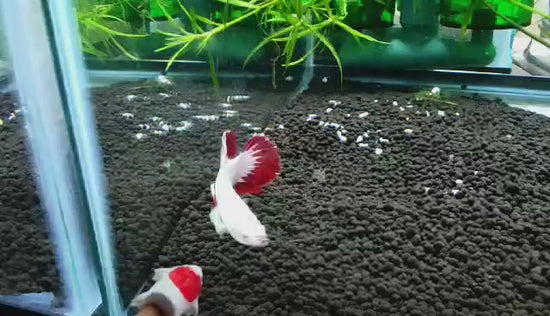 Snow Dragon Plakat Male Betta