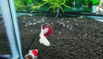 Snow Dragon Plakat Male Betta