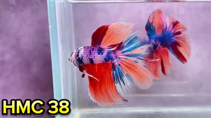 Multicolor Halfmoon Male Betta Fish | Order Directly From Farm | You Pick Fish