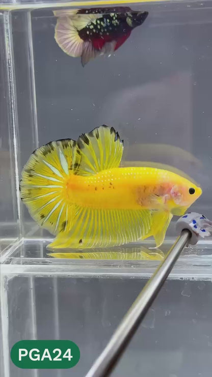 King Giant Plakat Male Betta Fish | You Pick Fish | High Grade