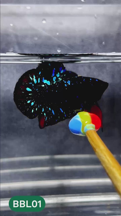 Black Star Nebula Plakat Male Betta | You Pick Betta | High Grade