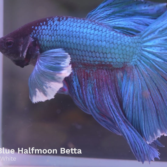 Royal Blue Dumbo Halfmoon Male Betta