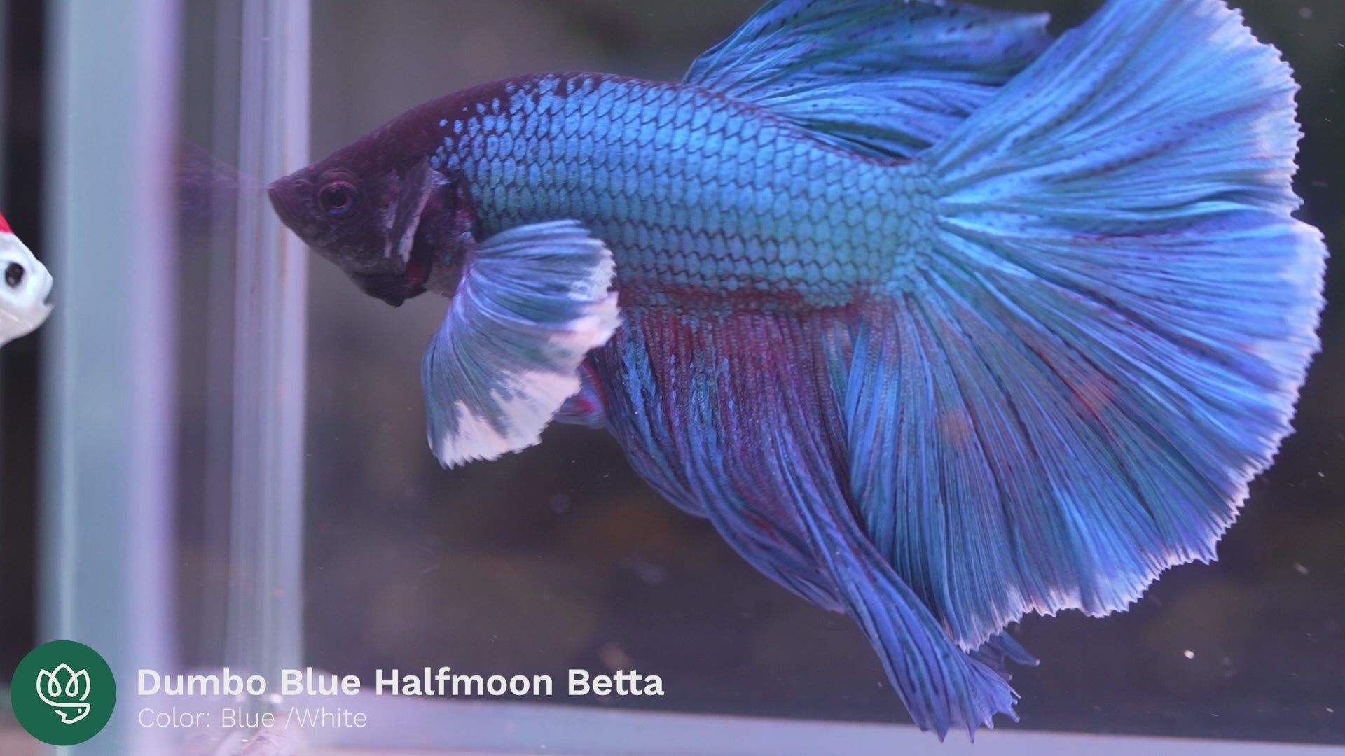 Royal Blue Dumbo Halfmoon Male Betta