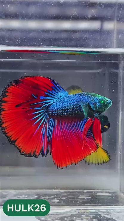 Black Hulk Halfmoon Male Betta Fish | You Pick Fish