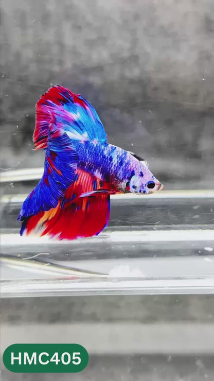 Multicolor Halfmoon Male Betta Fish | Order Directly From Farm | You Pick Fish