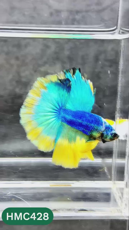 Multicolor Halfmoon Male Betta Fish | Order Directly From Farm | You Pick Fish