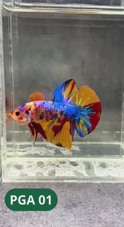 King Giant Plakat Male Betta Fish | You Pick Fish | High Grade
