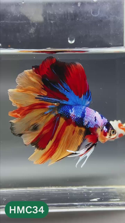 Multicolor Halfmoon Male Betta Fish | High Grade | Order Directly From Farm |  You Pick Fish