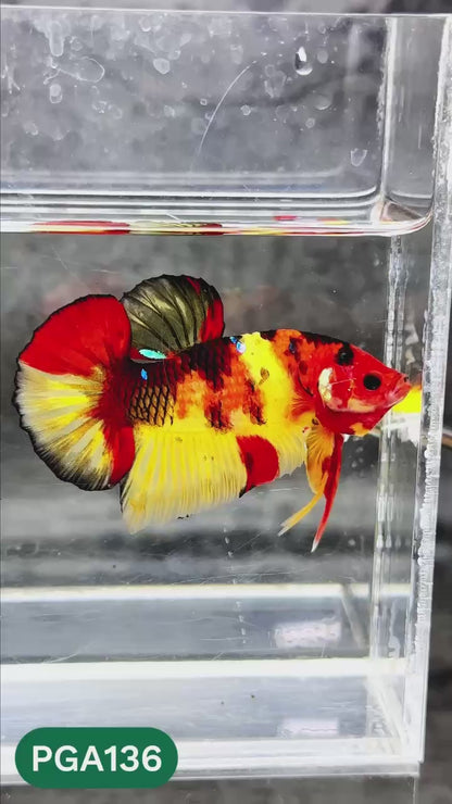 King Giant Plakat Male Betta Fish | You Pick Fish | High Grade
