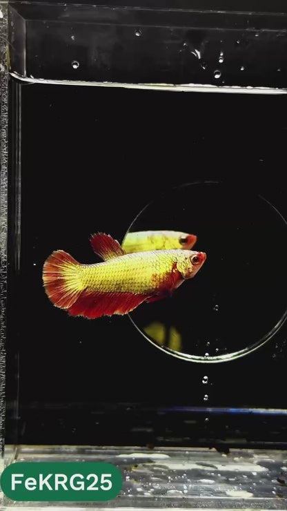Koi Red Gold Female Betta Fish | You Pick Fish | High Grade