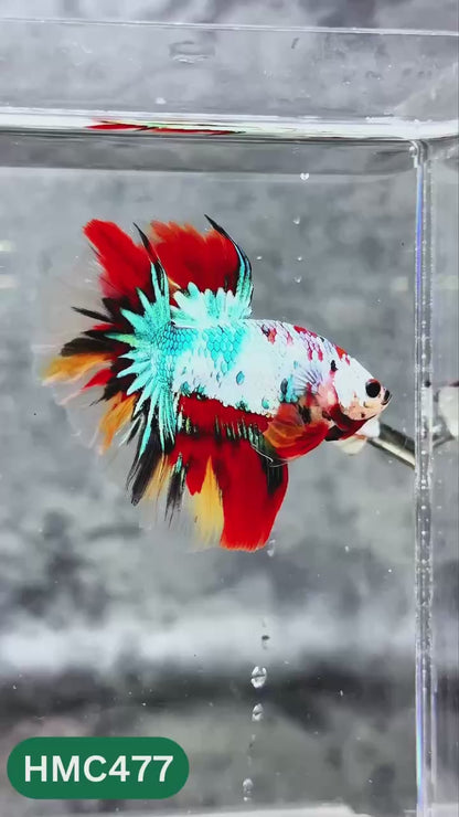 Multicolor Halfmoon Male Betta Fish | High Grade | Order Directly From Farm |  You Pick Fish |