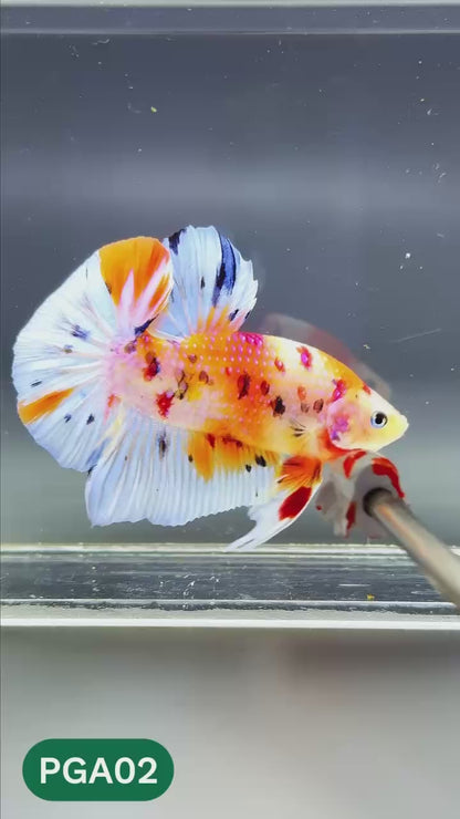 King Giant Plakat Male Betta Fish | You Pick Fish | High Grade