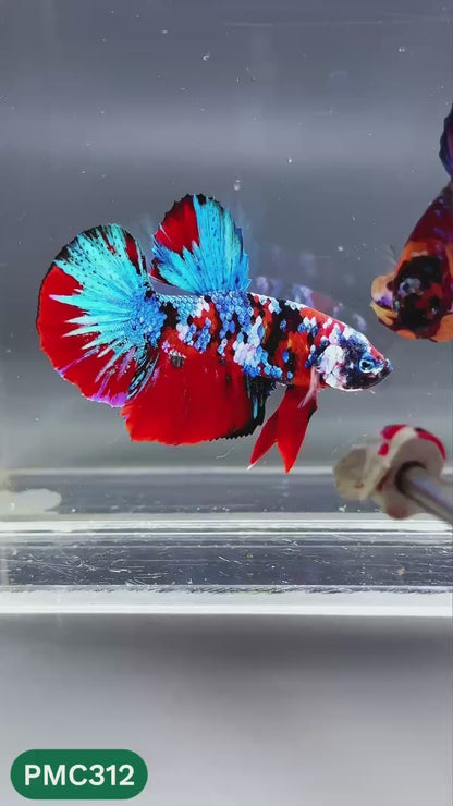 Multicolor Plakat Male Betta Fish | Show Grade |  You Pick Fish