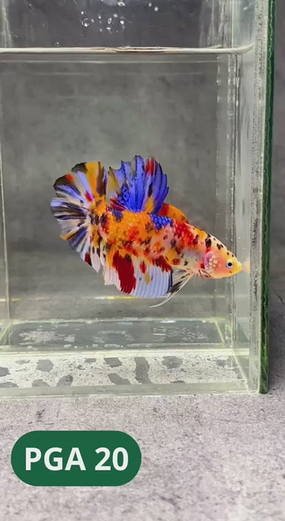 King Giant Plakat Male Betta Fish | You Pick Fish | High Grade
