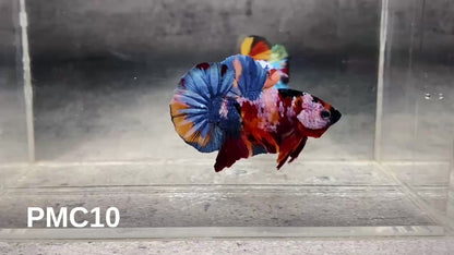 Multicolor Plakat Male Betta Fish |Show Grade|  You Pick Fish