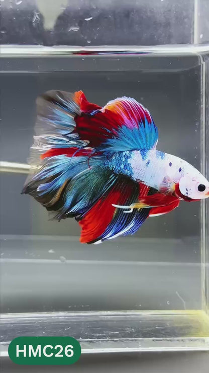 Multicolor Halfmoon Male Betta Fish | High Grade | Order Directly From Farm |  You Pick Fish