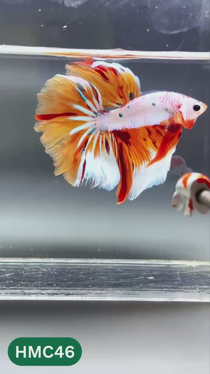 Multicolor Halfmoon Male Betta Fish | High Grade | Order Directly From Farm |  You Pick Fish