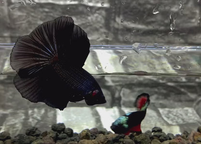 Super Black Halfmoon Male Betta Fish