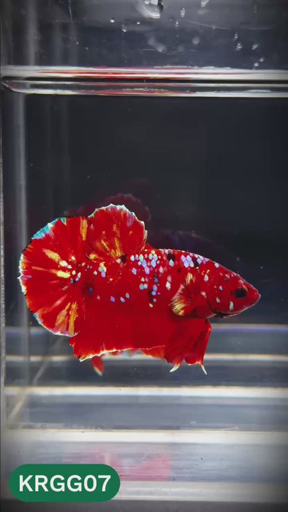 Golden Star Dust Galaxy Plakat Male Betta Fish | Super Rare | You Pick Fish
