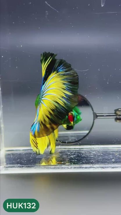 Black Hulk Halfmoon Male Betta Fish | You Pick Fish