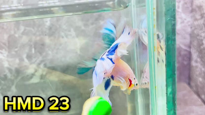 Blue Marble Dot Halfmoon Male Betta Fish | Order Directly From Farm | You Pick Fish