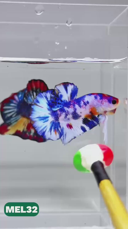 Metallic Plakat Betta Fish | You Pick Betta | Exotic Fish