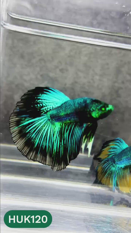 Black Hulk Halfmoon Male Betta Fish | You Pick Fish