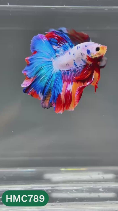 Nemo Halfmoon Male Betta Fish | Order Directly From Farm | You Pick Fish