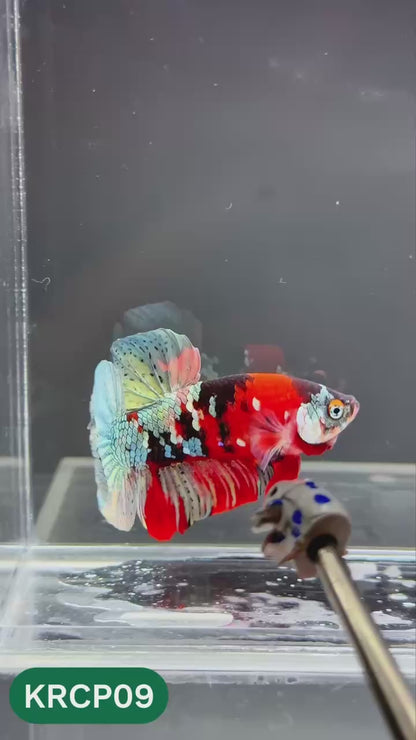 Koi Red Copper Plakat Male Betta Fish | You Pick Fish