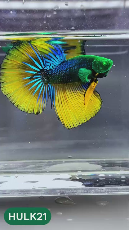 Black Hulk Halfmoon Male Betta Fish | You Pick Fish