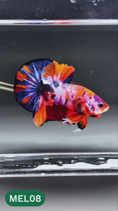 Multicolor Metallic Plakat Male Betta Fish | You Pick Fish | Exclusive Grade