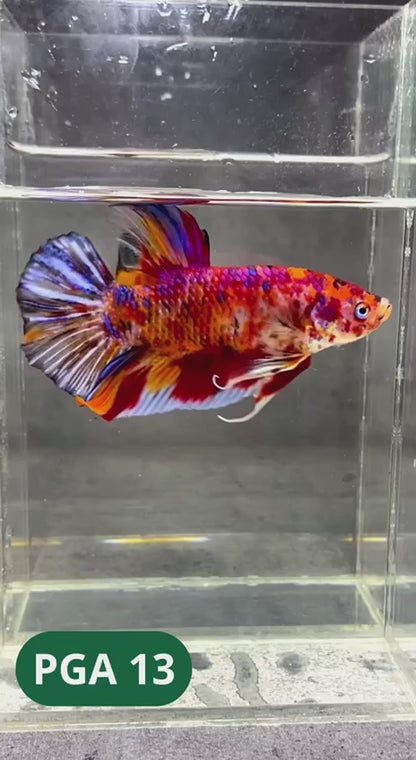 King Giant Plakat Male Betta Fish | You Pick Fish | High Grade
