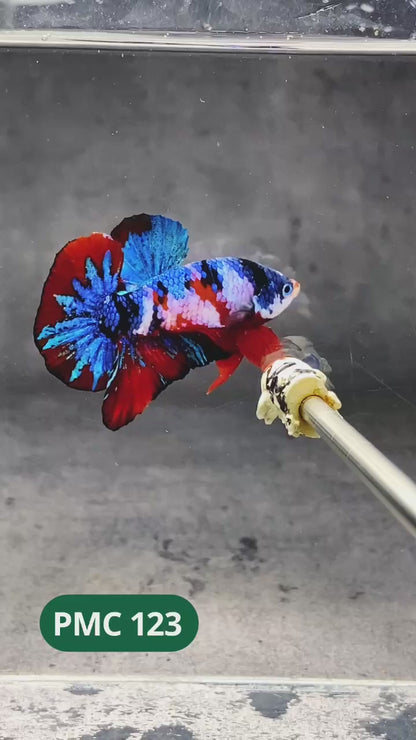 Multicolor Plakat Male Betta Fish |Show Grade|  You Pick Fish