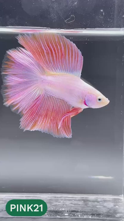 Pink Halfmoon Male Betta Fish | You Pick Fish | Order Directly From Farm