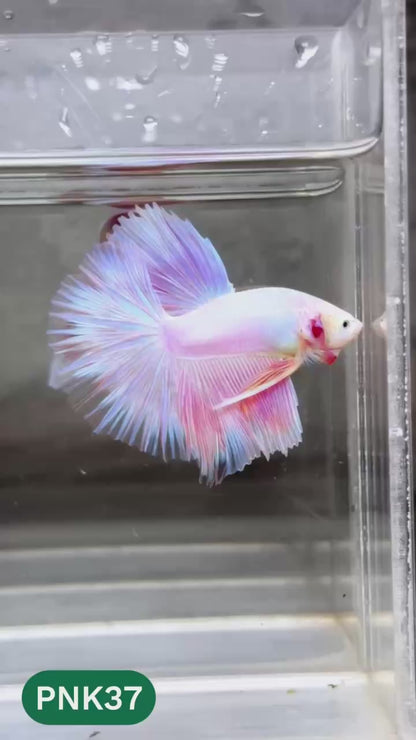 Pink Halfmoon Male Betta Fish | You Pick Fish | Order Directly From Farm