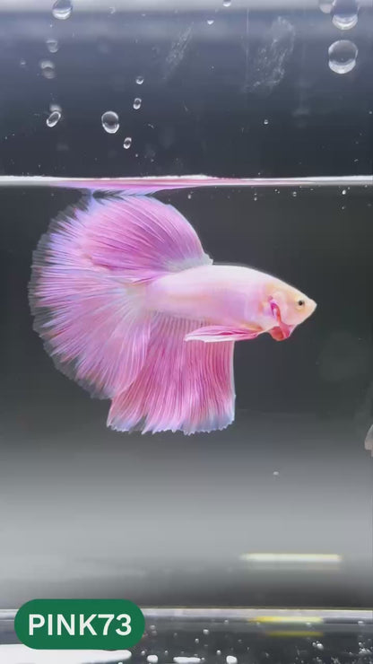 Pink Halfmoon Male Betta Fish | You Pick Fish | Order Directly From Farm