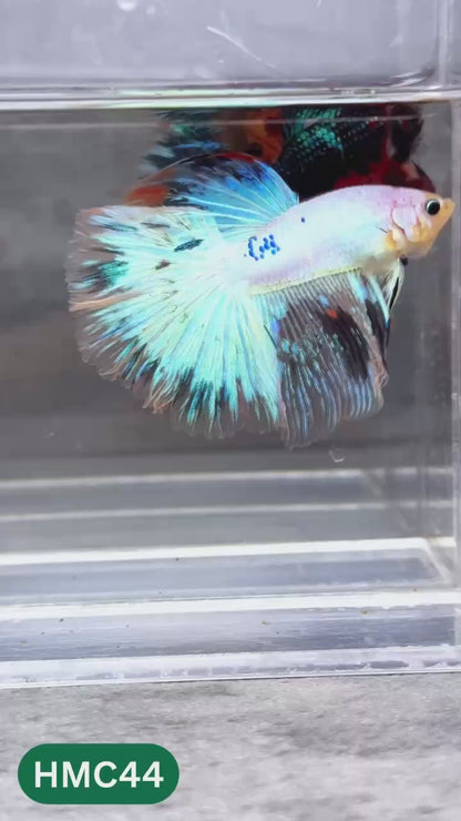 Multicolor Halfmoon Male Betta Fish | High Grade | Order Directly From Farm |  You Pick Fish |