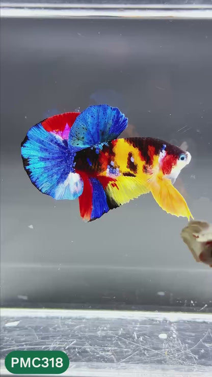 Multicolor Plakat Male Betta Fish | Show Grade |  You Pick Fish
