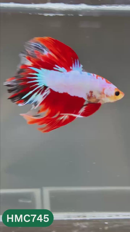 Multicolor Halfmoon Male Betta Fish | High Grade | Order Directly From Farm |  You Pick Fish |