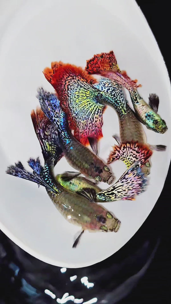 Red Dragon Guppy Fish — Swimming Video