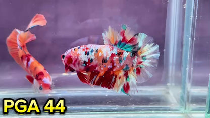 King Giant Plakat Male Betta Fish | You Pick Fish | High Grade