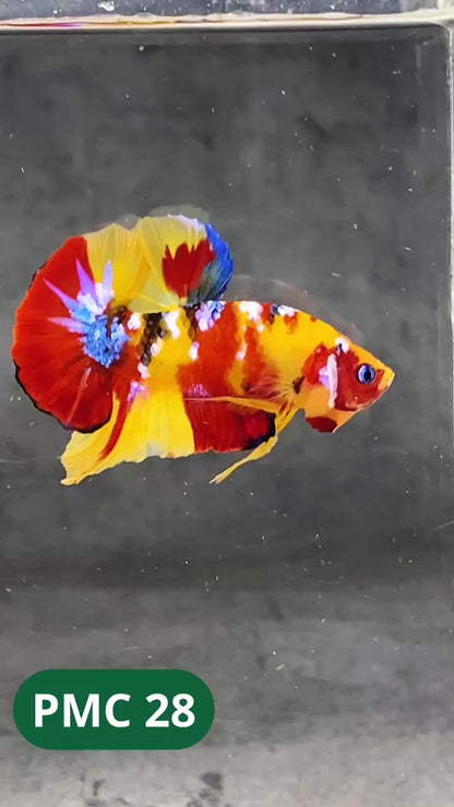 Multicolor Plakat Male Betta Fish |Show Grade|  You Pick Fish
