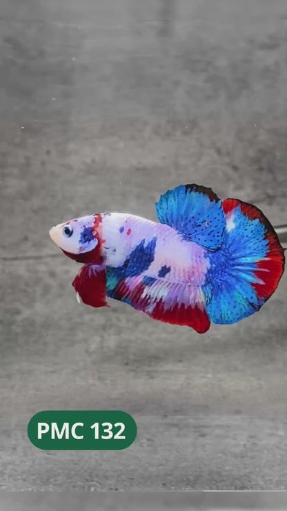Multicolor Plakat Male Betta Fish |Show Grade|  You Pick Fish