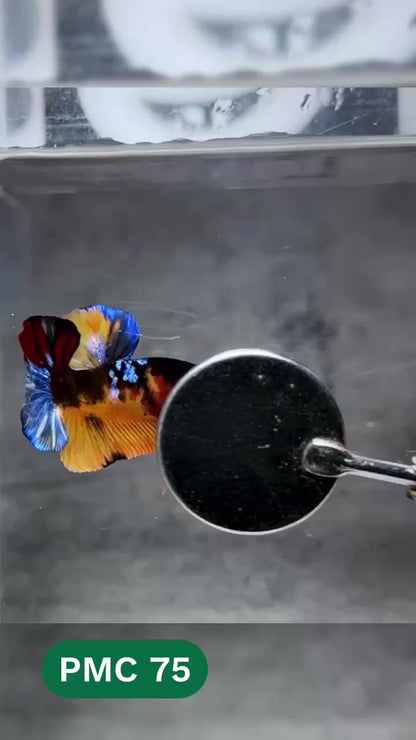 Multicolor Plakat Male Betta Fish |Show Grade|  You Pick Fish
