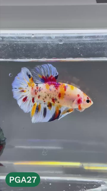 King Giant Plakat Male Betta Fish | You Pick Fish | High Grade
