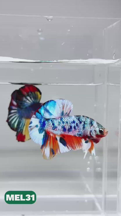 Metallic Plakat Betta Fish | You Pick Betta | Exotic Fish