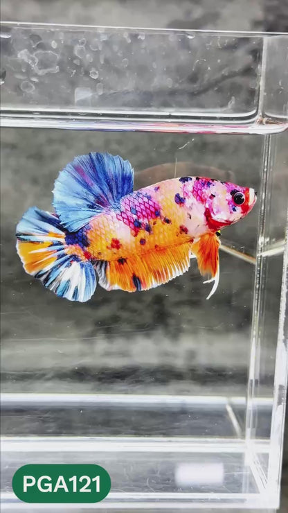 King Giant Plakat Male Betta Fish | You Pick Fish | High Grade