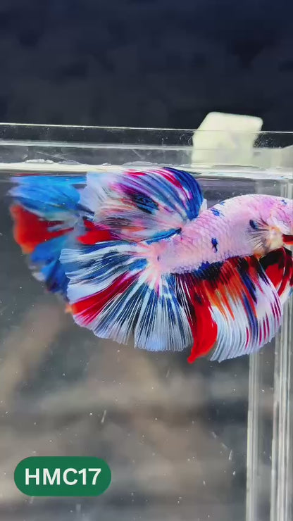 Multicolor Halfmoon Male Betta Fish | Order Directly From Farm | You Pick Fish